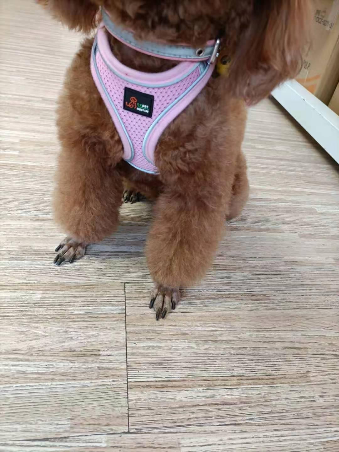 Reflective Stroke Prevention Pet Harness With Leash